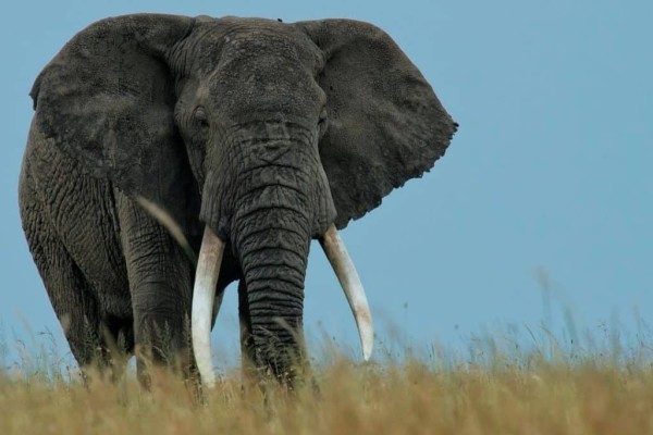 How Long Do Elephants Live?