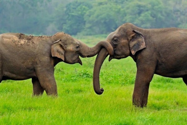 How Long Do Elephants Live?