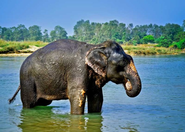 how long do elephants live