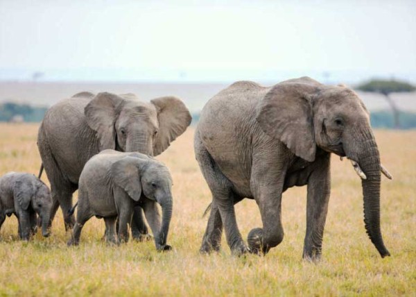 african elepahant lifespan