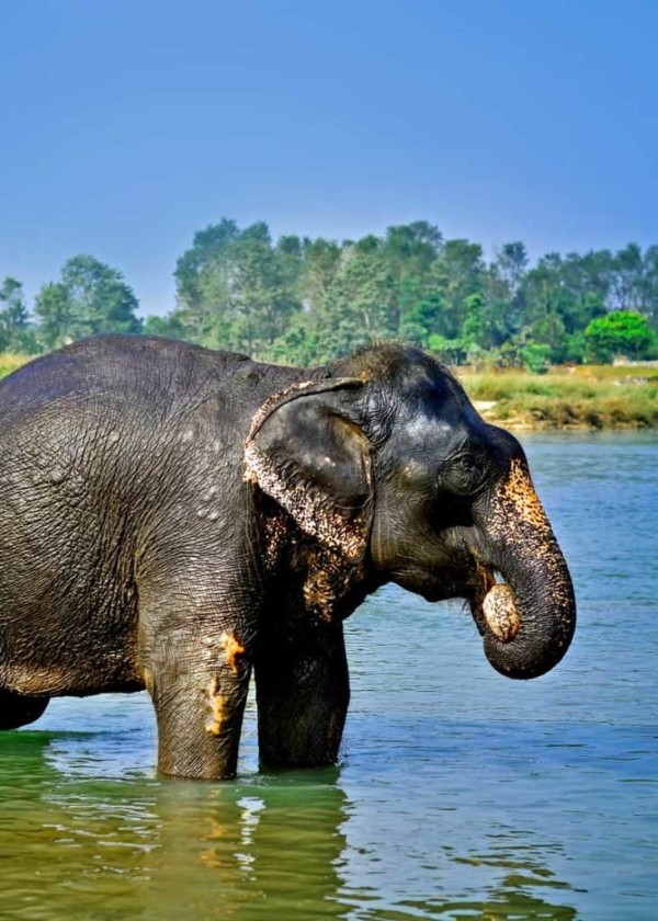 asian elephant life expectancy