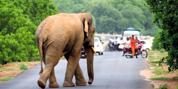 How Long Does An Elephant Live? Elephant Lifespan Info ✔️