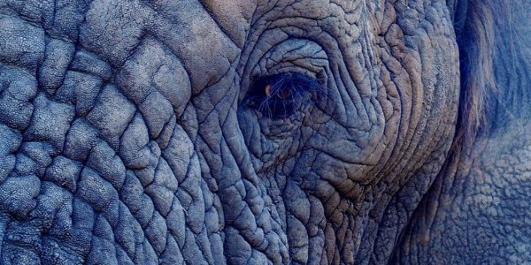 How long does an elephant live in captivity?