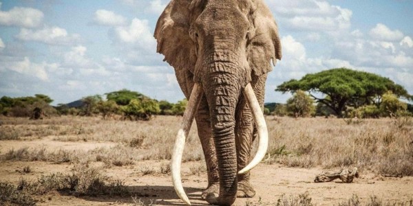 A tusker elephant from Kenya, face on