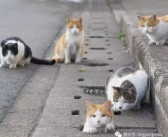 娱乐吃瓜酱流浪猫,吃瓜酱的趣味<a target=