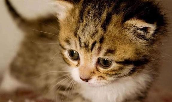 新猫咪到家，隔离多久最合适？（重要的宠物照顾知识与建议，）