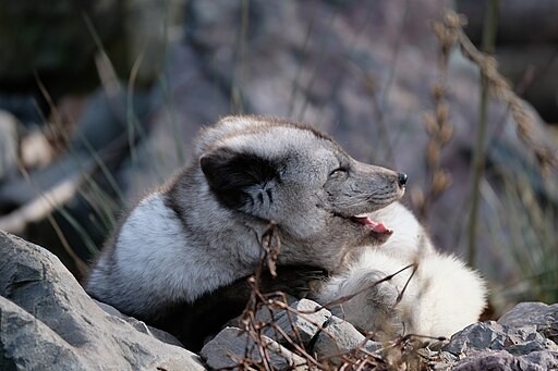 Arctic Fox