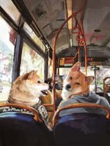 《与柴犬共度夏天》免安装绿色版