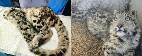 全网疯狂追更，雪豹“凌小蛰”重生故事又更新了