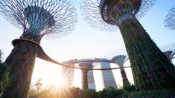 滨海湾花园擎天大树的景观