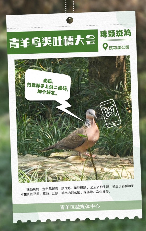 成都青羊区的鸟儿趣谈：脱口秀版