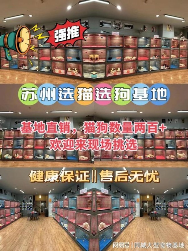 苏州买狗买猫的地方在哪里？这里有你想要的还能亲自挑选宠物哦