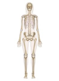 Interactive Guide to the Skeletal System