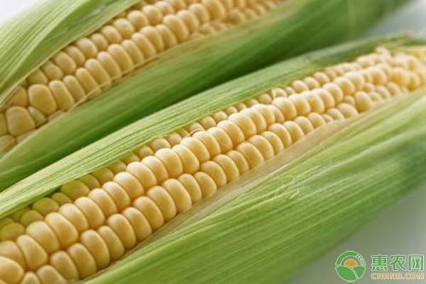 玉米种植管理技术要点，手把手教您种植玉米-图片版权归惠农网所有