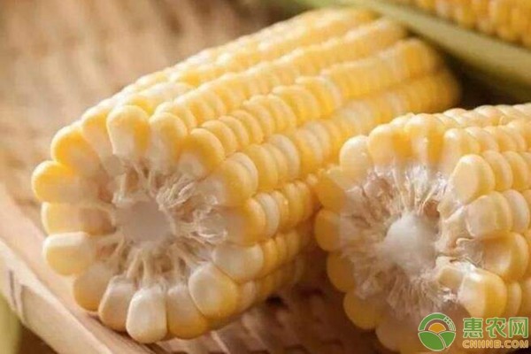 玉米种植管理技术要点，手把手教您种植玉米-图片版权归惠农网所有
