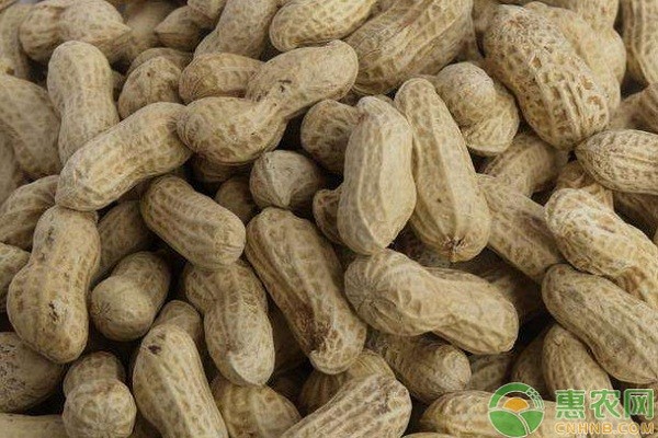 花生栽培技术与管理要点-图片版权归惠农网所有