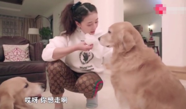 周海媚与四只宠物的快乐生活，宠物狗凌晨拆家，看女神怎么教育的