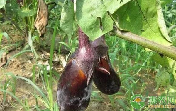 茄子28种病虫害（附防治方法）-图片版权归惠农网所有