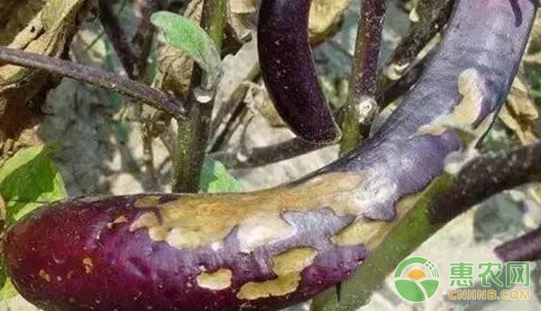 茄子28种病虫害（附防治方法）-图片版权归惠农网所有