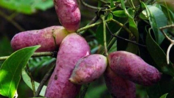 木通果实的功效与作用、禁忌和食用方法