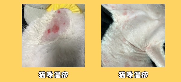 猫咪湿疹症状图