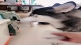 二哈长这么大,第一次干了这么大的事,把主人气疯了!