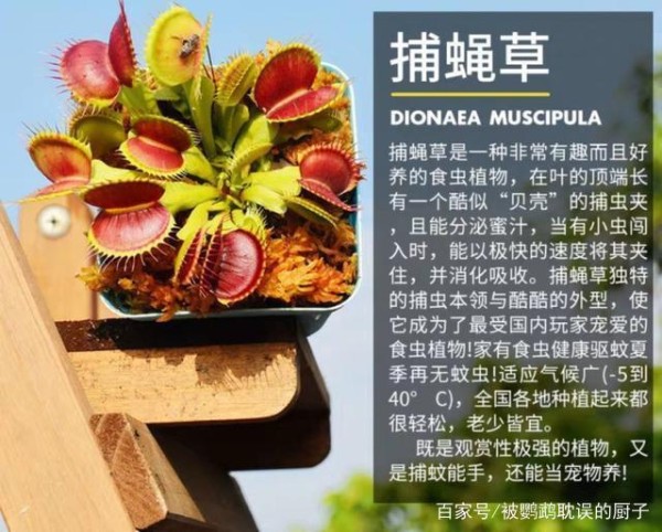 夏天怎么预防爱鸟被蚊子叮咬？常见4种防蚊技巧，让你家没有蚊子