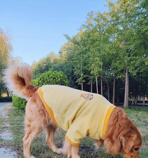 如何让宠物狗狗温暖过冬？（冬季犬类保暖小技巧，让爱宠暖心过冬。）