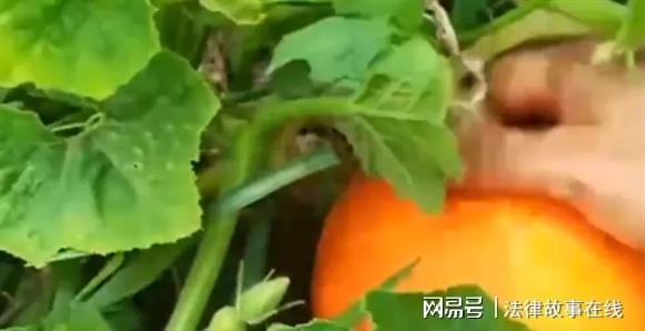 女子在瓜地发现“东西瓜”