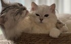小姐姐发帖说自己自从养了猫后感觉像是得了失心疯
