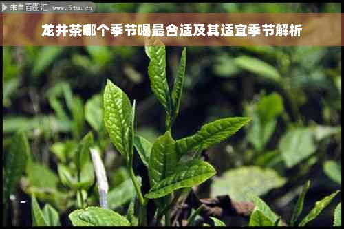 龙井茶哪个季节喝最合适及其适宜季节解析