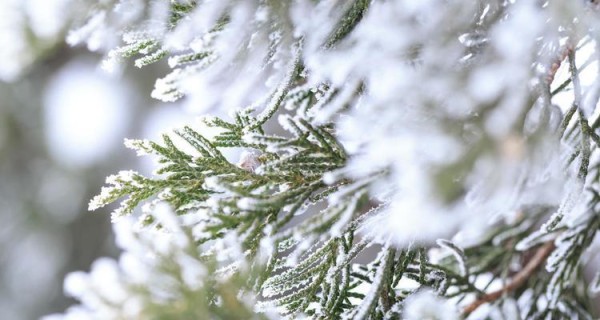 冬季植物会发生哪些变化？如何应对季节性植物养护？