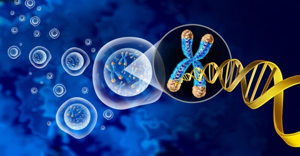What is a genome?