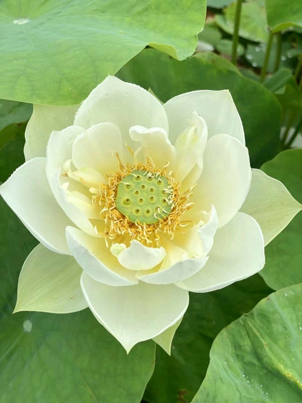【勵志】101句 值得收藏的座右銘 | 經典勵志名言佳句：你不一定要很厲害，才能開始；你要開始，才能很厲害