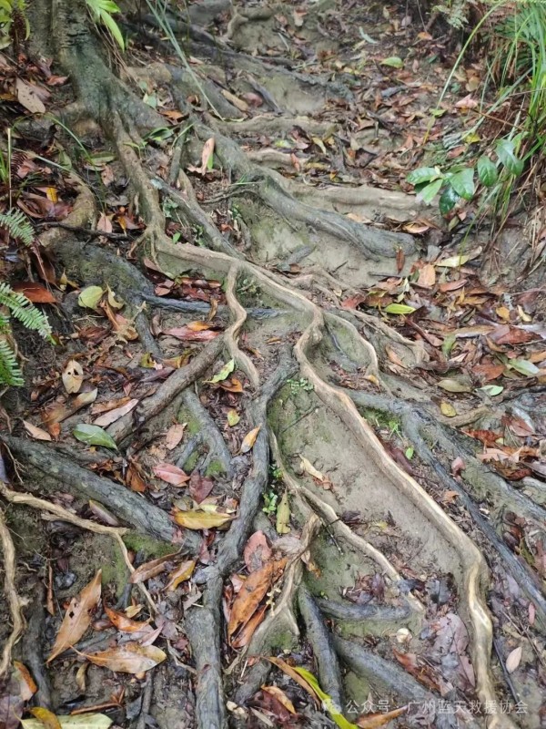 户外登山必看安全攻略！这些细节不容忽视！