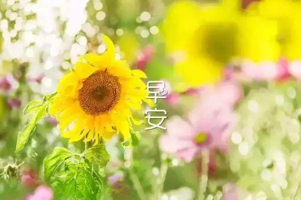 每日早安心语励志语录，句句振奋人心！