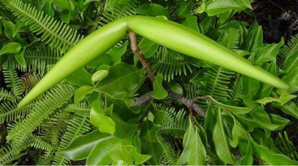 别摘！夏天在外这些植物碰不得