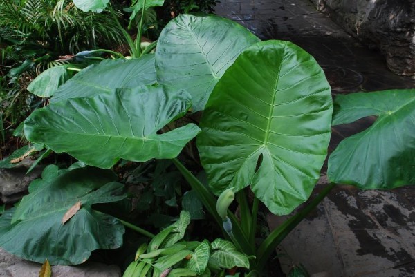 别摘！夏天在外这些植物碰不得