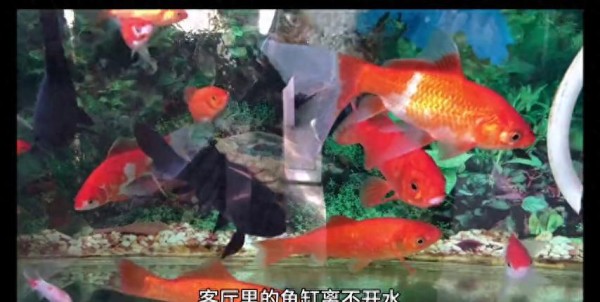 家庭住宅风水：鱼缸的摆放位置，不要乱摆！