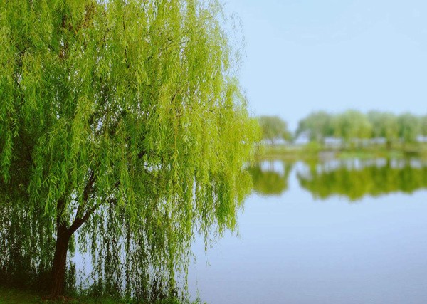 园林绿化苗木有哪些？城市绿化树木种类介绍