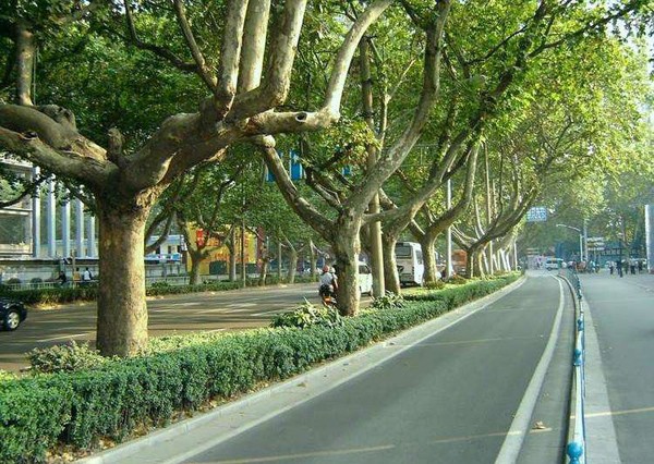 园林绿化苗木有哪些？城市绿化树木种类介绍