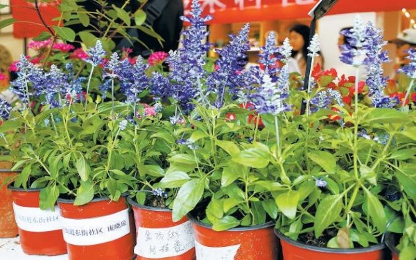 北京市市民自育花卉将摆上长安街花坛