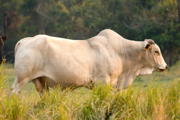 Home on the Range: How to Identify Cow Breeds in Texas