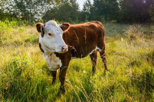 Hereford cow breeds in Texas