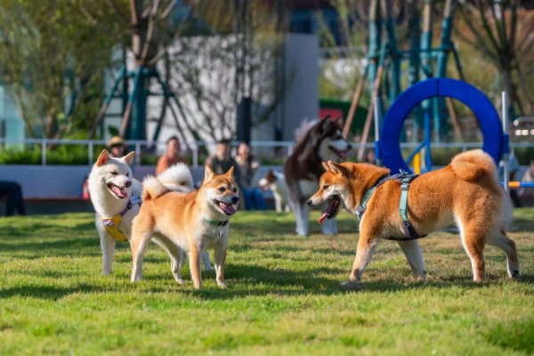 宠物在保利时光里犬岛公园玩耍。（canpet犬岛公园供图）