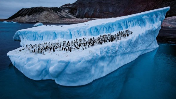 Avec le réchauffement des eaux, les populations de manchots Adélie (ici, devant l’île Paulet) ont diminué ...