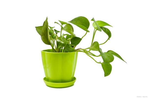 花卉绿植养护宝典：掌握这5大技巧，让家居绿意盎然！