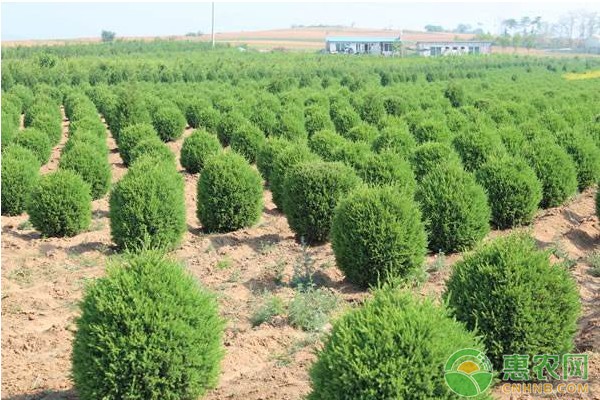 绿化苗木的培育方法及栽植管理技术-图片版权归惠农网所有