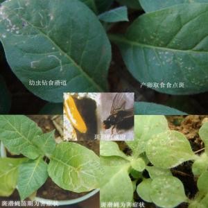斑潜蝇