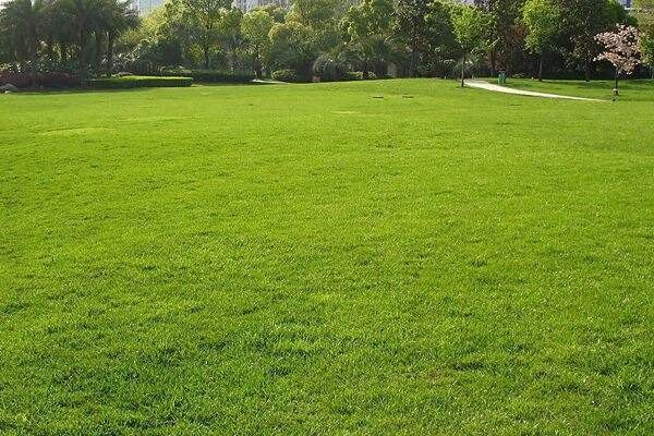 让植物更有活力的绿化养护技巧